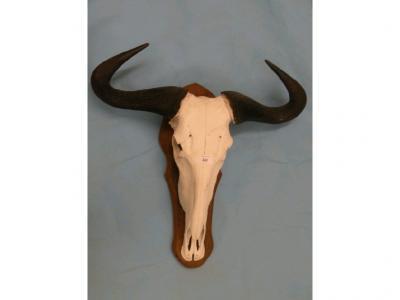 A wildebeest or gnu skull and horns