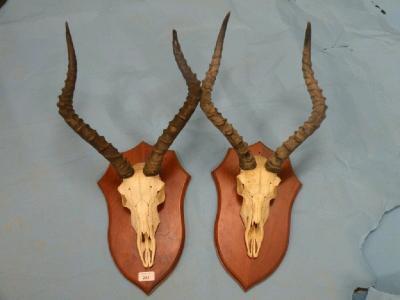 Two impala skulls and horns