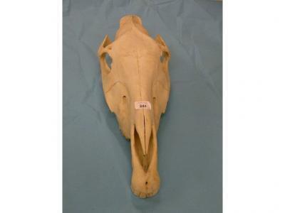 A wildebeest or gnu skull