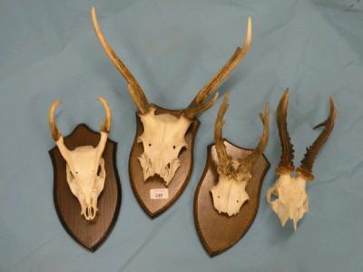 Three part deer skulls and antlers