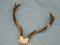 A pair of five point deer antlers