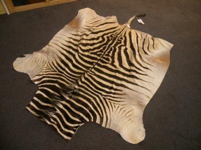 A zebra skin rug