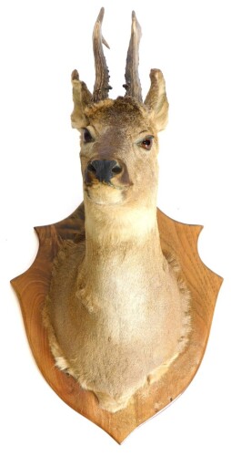 A taxidermy deer's head, with shield mount, 47cm deep.