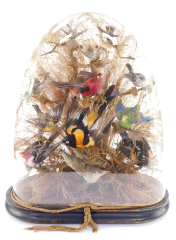 Taxidermy. A montage of humming and other exotic birds, twelve in total, modeled perched on branches, with a grassy background, on an ebonised base, with glass dome, 53cm high.