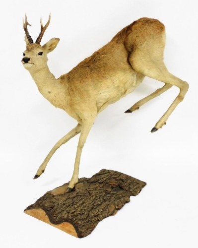 A taxidermy figure of a mounted deer bucking, on a split log base, 90cm high, 100cm wide, approximately 50cm deep.