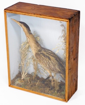 A taxidermy bittern, in rectangular glass display case with reeded supports and pine borders, 65cm high, 51cm wide, 20cm deep.