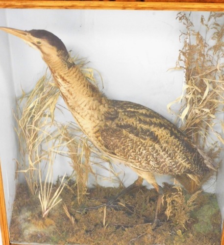 A taxidermy bittern, in rectangular glass display case with reeded ...