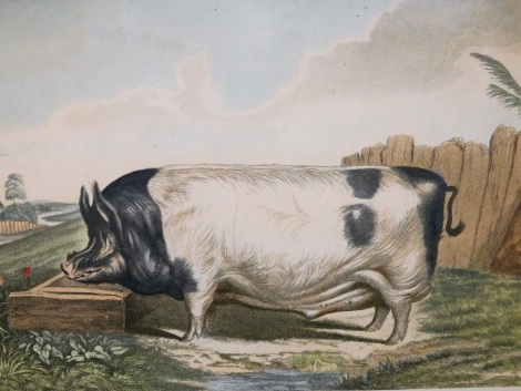 After Edwin Landseer. A British Boar, coloured print, in maple frame, 44cm x 36cm.