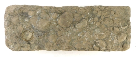 A slab of fossilized stone, containing various shells, 60cm wide.