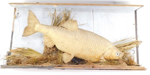 Taxidermy. A carp, partially cased, case 74cm wide.