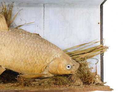 Taxidermy. A carp, partially cased, case 74cm wide. - 2