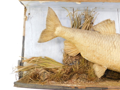 Taxidermy. A carp, partially cased, case 74cm wide. - 3