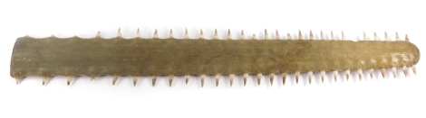An unworked swordfish rostrum, with fifty four teeth, 91cm long, c1940-1950. Sold with Cites licence no.605678/01.