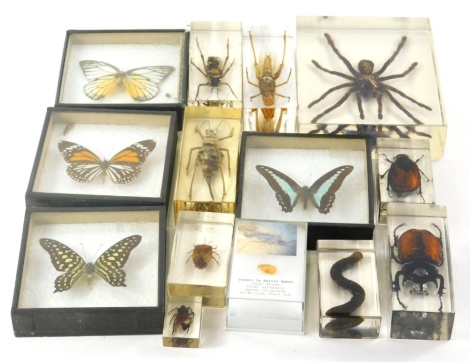 Various insect specimens in perspex cases, to include butterflies, tarantula, 11cm wide, etc. (a quantity)