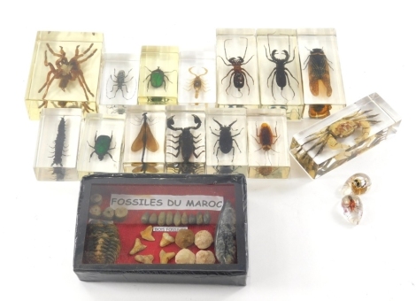 Various insect specimens in perspex cases, to include spiders, Dobsonfly larva 7cm wide, emerald beetle, etc., (a quantity) and a cased set of fossils, etc. (a quantity)
