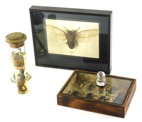 A cased specimen of various beetles, other natural to include Torynorrhinn Flammea in fitted case, 20cm wide, other natural insect specimens Cicada Scorpion type insect, and a section of Meteorite Campo Del Gualumba Argentina, etc. (a quantity)