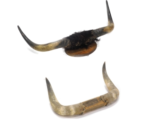 Two pairs of cow or buffalo horns, 83cm, 54cm wide respectively.