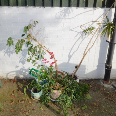 Four house plants in various pots, etc. (a quantity) - 2