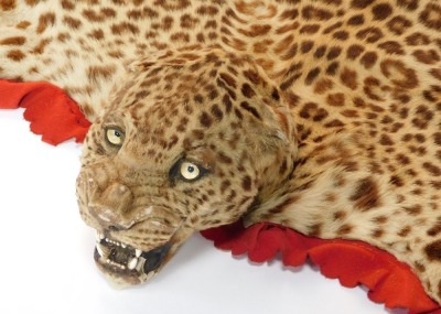 A leopard skin rug, complete with head, lined and backed, 198cm wide. NOTE : CITES Annex A, Appendix I (Exempt). - 6