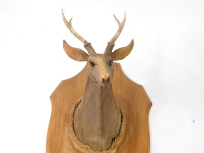 A carved wooden bust of a stag, with three pronged antlers, shield mounted, 66cm high. - 2