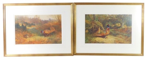 After Archibald Thorburn FZS (Scottish 1860-1935). Cock and hen pheasants in woodland, pair of limited edition prints 833/850, 32cm x 51cm. (2)