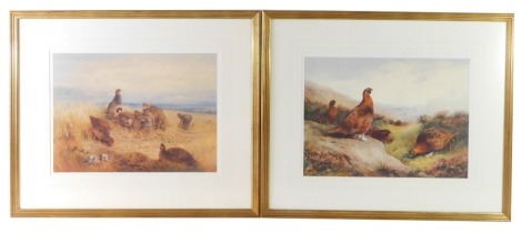 After Archibald Thorburn FZS (Scottish 1860-1935). Two prints of grouse, limited edition 833/850, 36cm x 49cm. (2)