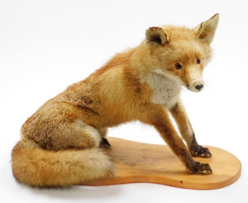 A taxidermied fox, on wooden plinth, 43cm high, 56cm wide.