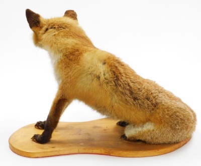 A taxidermied fox, on wooden plinth, 43cm high, 56cm wide. - 2