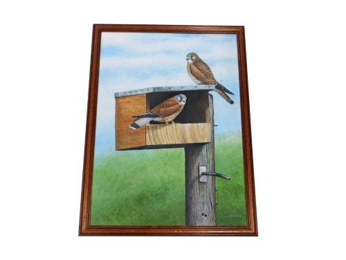 Chris Orgill (20thC). Kestrels in a nesting box, acrylic on board, signed, 63cm x 46cm.