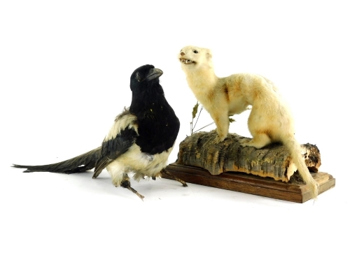 A mid 20thC taxidermied figure of a stoat, on a naturalistic setting and wooden plinth base, 25cm high, and a magpie. (2)