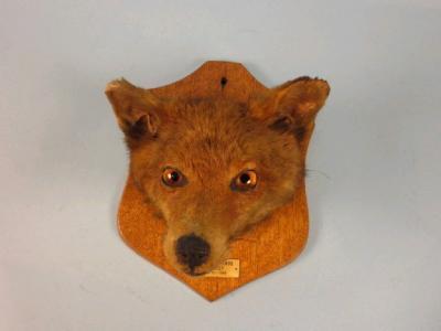 A taxidermied fox's head on an oak shield