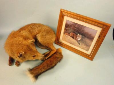A taxidermied full size fox
