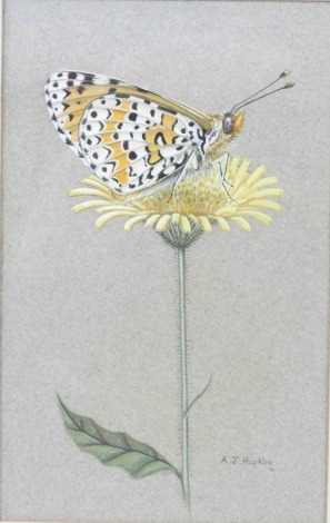 A J Hopkins (20thC School). Butterfly on dandelion, watercolour, signed and dated '76, 21.5cm x 13.5cm, framed and glazed.