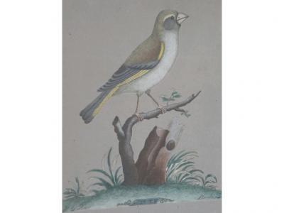 A pair of collage pictures depicting a chaffinch and a greenfinch