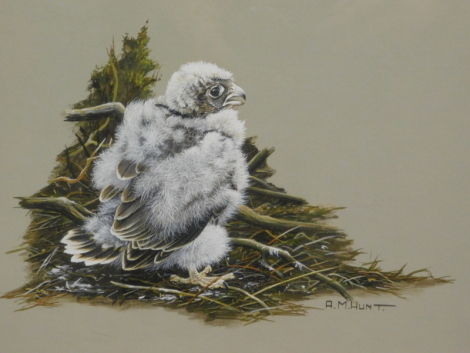 •Alan Hunt (b.1947). Merlin Chick, gouache, signed, titled verso, 21cm x 30cm.