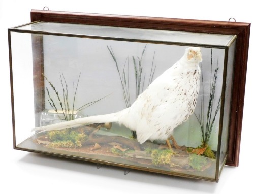 Taxidermy: a leucistic cock pheasant, in glazed case, 77cm long.