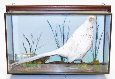 Taxidermy: a leucistic cock pheasant, in glazed case, 77cm long. - 2