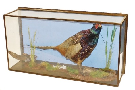 Taxidermy: a cock pheasant, in a glazed wall mounted case, 83cm wide.