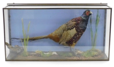 Taxidermy: a cock pheasant, in a glazed wall mounted case, 83cm wide. - 2