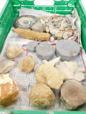 A group of fossils, ammonite shells, etc. (1 box) - 3