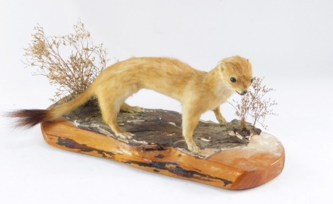 Taxidermy. A weasel, modelled on bark with grasses, 16cm high, 34cm wide.