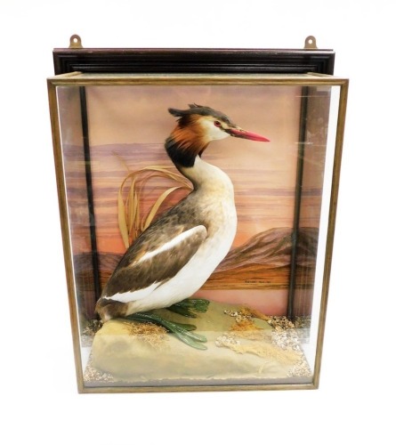 Taxidermy: a great crested grebe, in naturalistic setting, in a glazed wall hanging case, the case 41cm high.