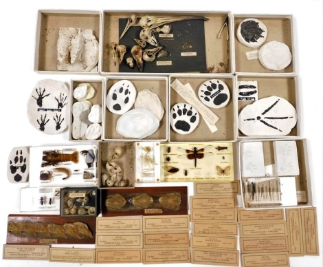 A collection of bird skulls, to include bullfinch, house sparrow, inset set in resin, plaster of Paris casting of squirrel prints, etc. (a quantity)