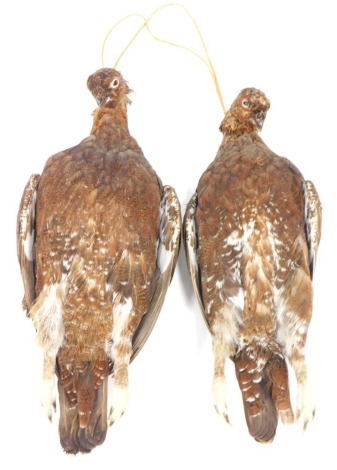 Taxidermy, A 20thC brace of partridge, hanging, 38cm high.