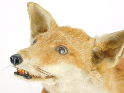 A 20thC taxidermy fox head, on oak shield back, 30cm high. - 4