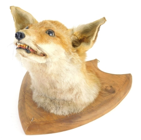 A 20thC taxidermy fox head, on oak shield back, 30cm high.