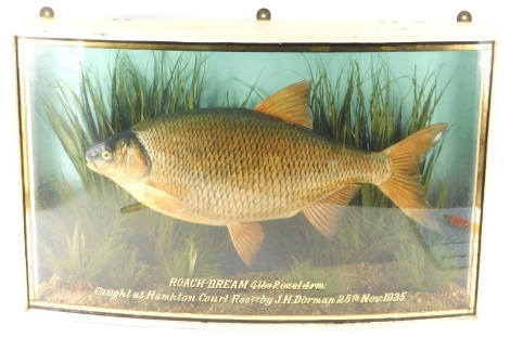 A 1930s taxidermy fish, in bow front case, by J Cooper, stencilled to the front Roach-Bream Caught at Hampton Court Res by J H Dorman, 25th November 1935, in naturalistic setting and painted case, 37cm high, 61cm wide, 16cm deep.