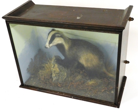 A taxidermy badger, in a naturalistic setting, contained in a wooden and glazed case, the case 66cm high, 85cm wide, 41cm deep.