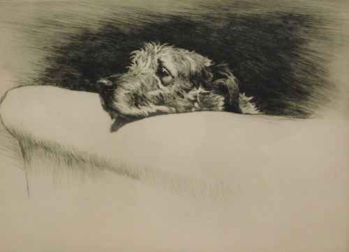 Cecil Aldin (1870-1935). Irish Wolfhound, artist signed and numbered etching 27/100, 23cm x 31cm Label verso The Horner Galleries Sheffield.