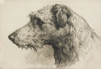 Herbert Thomas Dicksee (1862-1942). Scottish Deerhound, artist signed etching, 17.5cm x 24cm Label verso The Horner Galleries Sheffield.